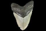 Fossil Megalodon Tooth - North Carolina #109730-1